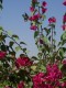 Thumbs/tn_100_1203.jpg